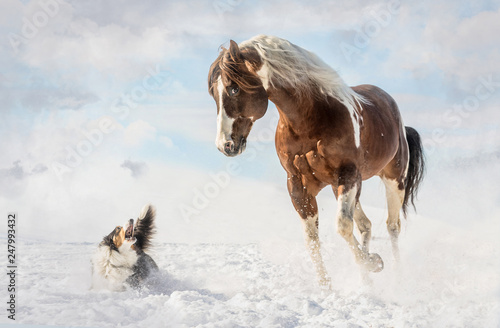 American Paint Horse with dog in sunny day in winter. Czech Republic photo