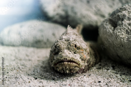 Stonefish, the most venomous fish photo