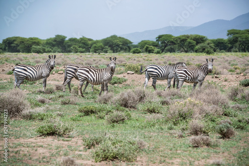 African zebras herd grazing in grasslands near lake outside Arusha  Tanzania  Africa