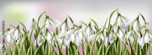 Snowdrops flowers Vector watercolor. Spring Summer trendy backgrounds