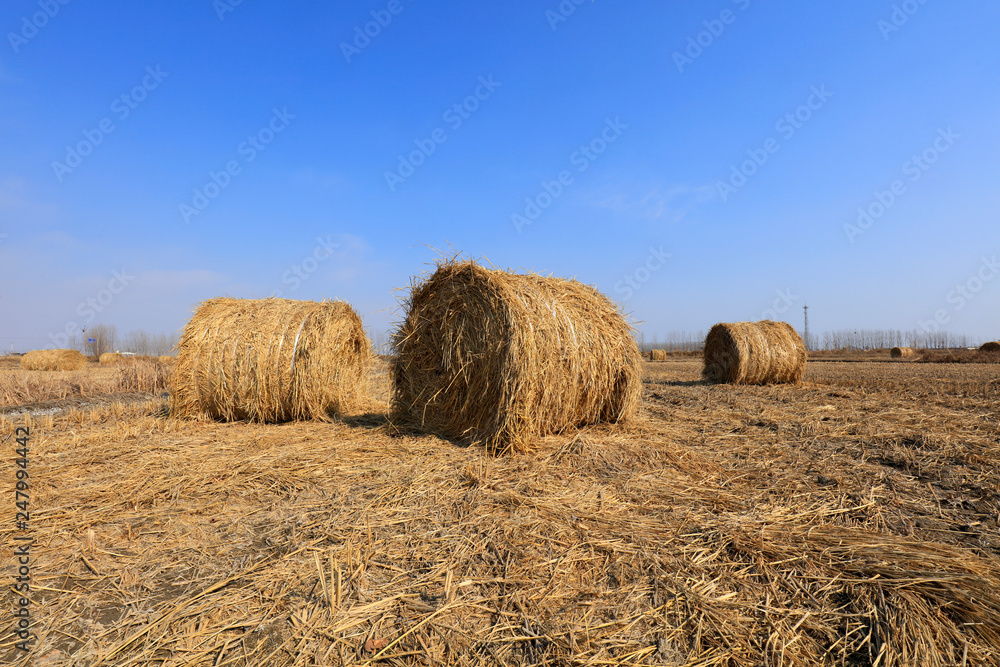 straw roll in the fields