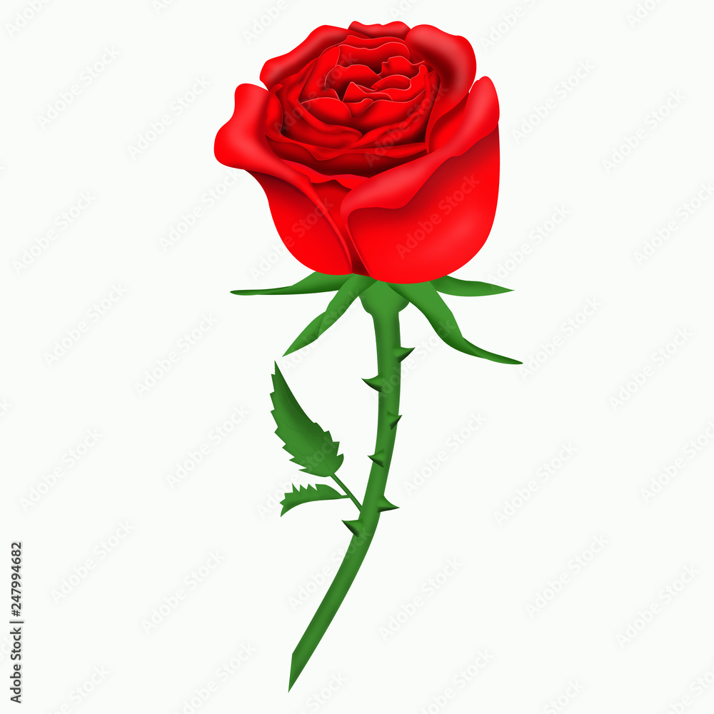 red rose, red rose, 8 march women's day red rose, red rose, 8 march women's day