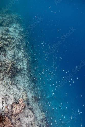 Above the coral reef © gil7416