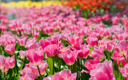 Fresh pink tulips in the garden.