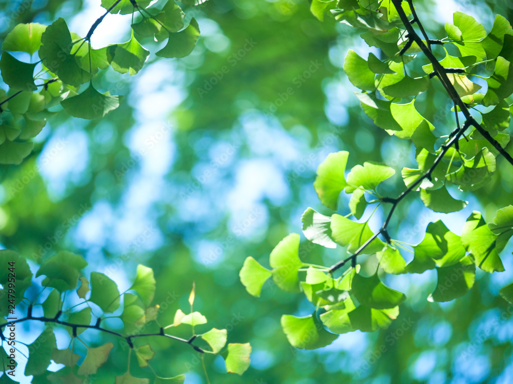 Branches and leaves of gingko tree as viewed from below through the canopy with the blurred distance sky as the background Branches and leaves of gingko tree as viewed from below through the canopy with the blurred distance sky as the background