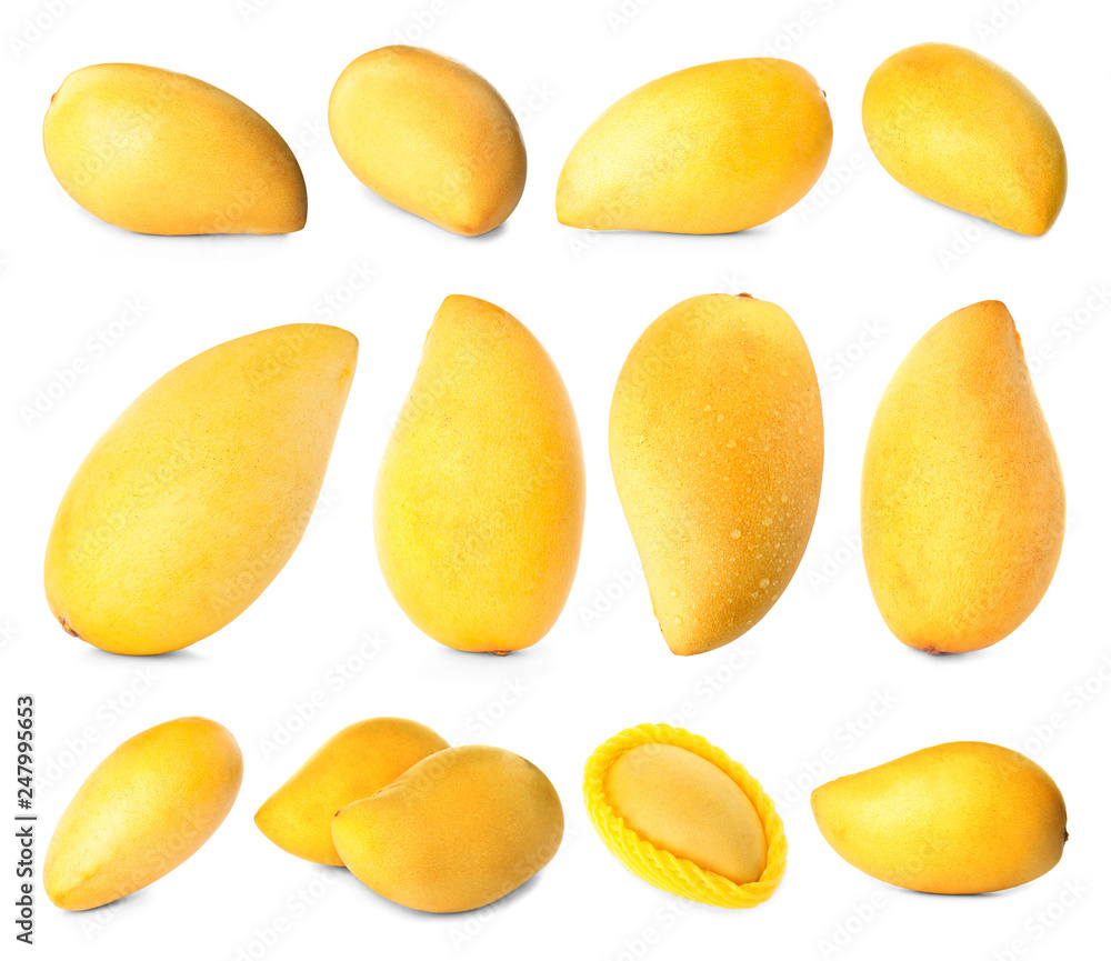 Set of delicious ripe mangoes on white background Set of delicious ripe mangoes on white background