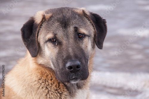 Kangal dogs in turkey