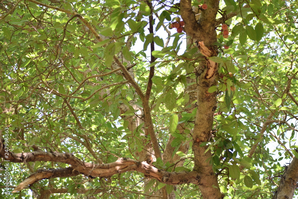 tree in forest