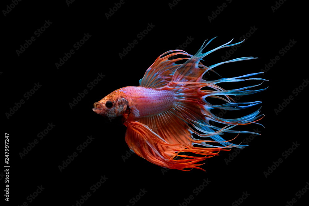 Fototapeta premium Siamese fighting fish , Betta splendens,Crowntail, red fish on a black background, Halfmoon Betta,