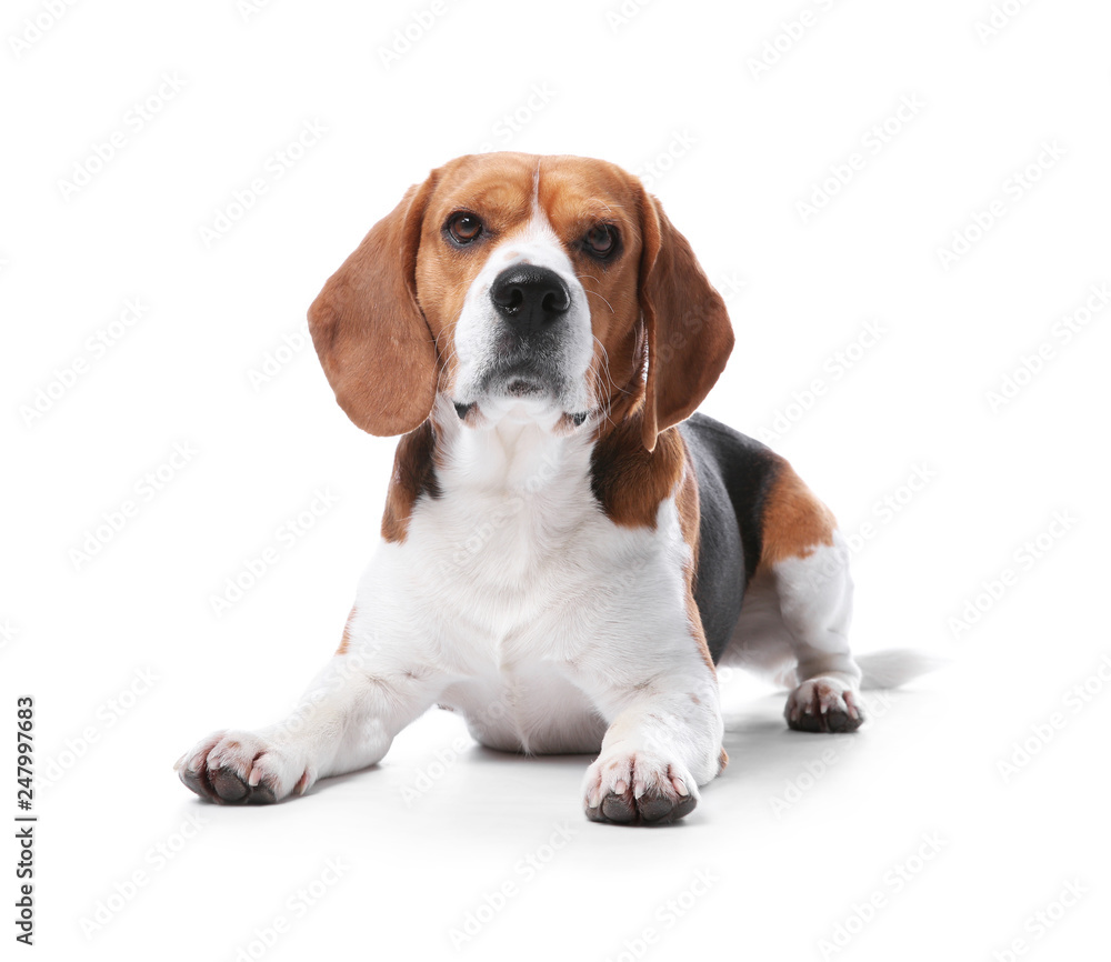 Beautiful beagle dog on white background. Adorable pet