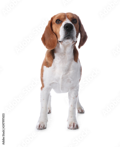 Beautiful beagle dog on white background. Adorable pet