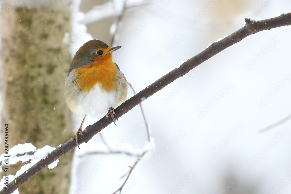 European robin in winter