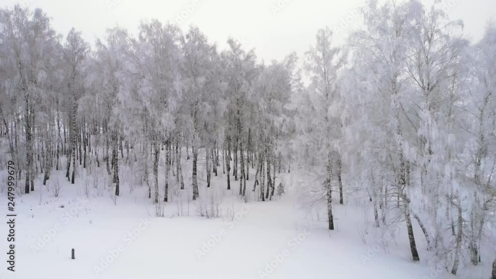 Flying over a birch grove in winter Flying over a birch grove in winter