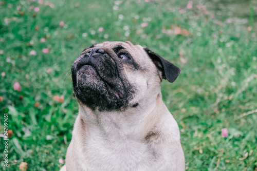 pug for a walk in the park