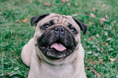 pug for a walk in the park