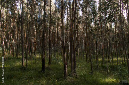 Fototapeta Naklejka Na Ścianę i Meble -  trees in the forest, light through the forest
