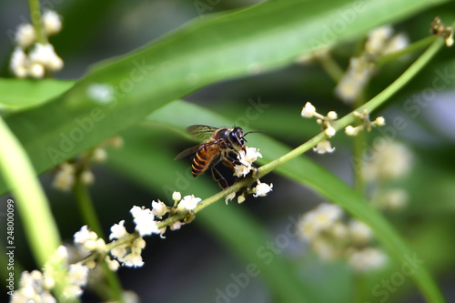 honey bees suck flower essence