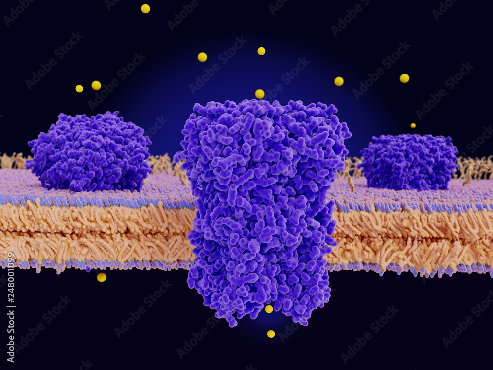 Chloride channels conducting chloride ions across a cell membrane Stock