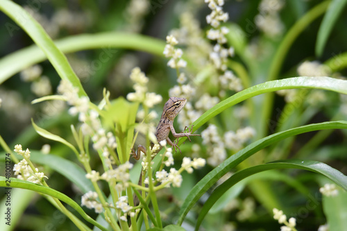 chameleon on green leaves