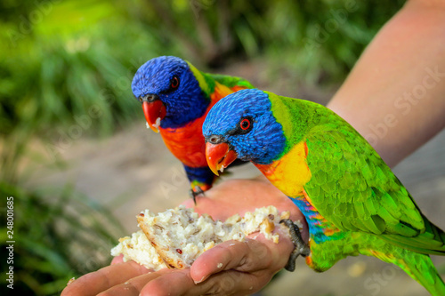 Papageien füttern Australien