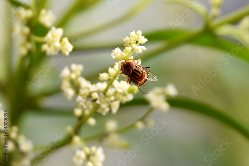 honey bees suck flower essence © Gvano