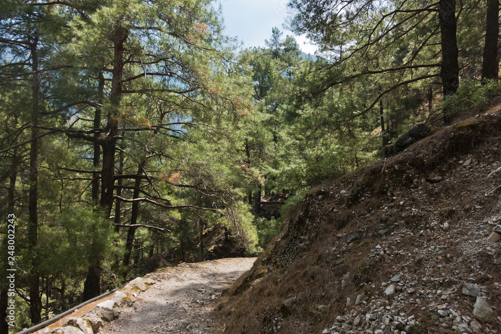 Mountain path through pine forest at Samaria gorge, south west part of Crete island, Greece Mountain path through pine forest at Samaria gorge, south west part of Crete island, Greece