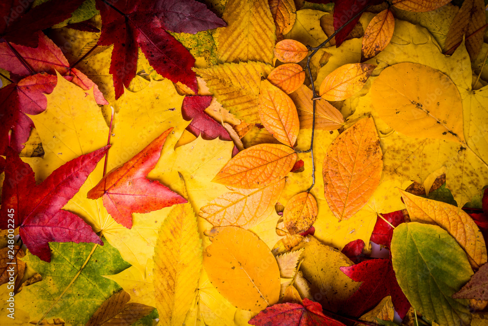 background of autumn leaves. Autumn background