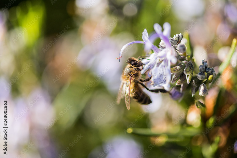 A bee sip from some lilac flowers in a park in Caceres. A bee sip from some lilac flowers in a park in Caceres.