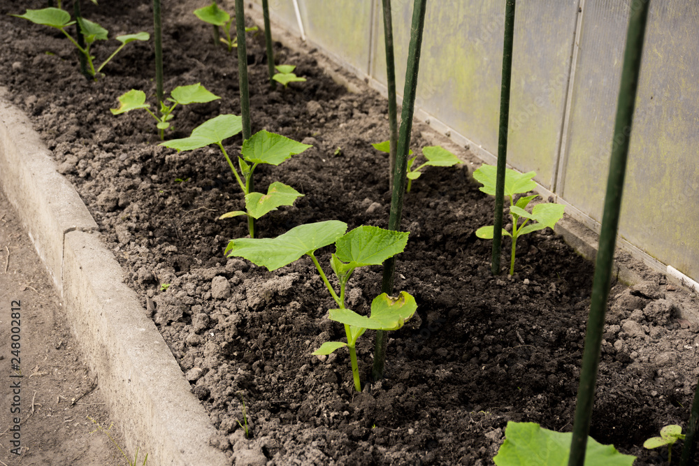 cultivation of cucumbers in greenhouse cultivation of cucumbers in greenhouse