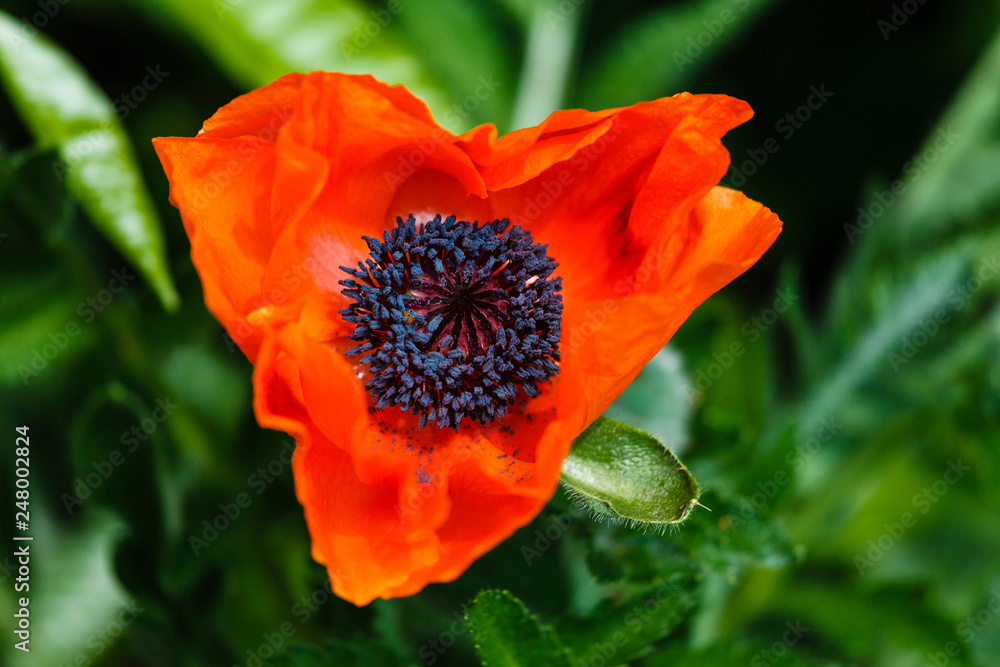 fiore arancione sul verde