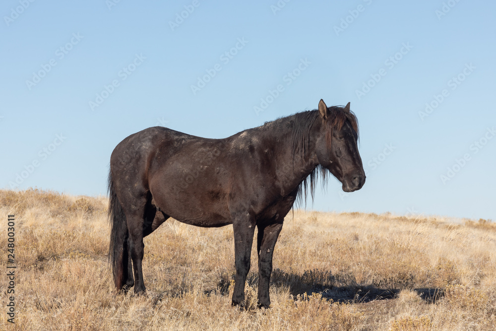 Majestic Wild Horse in the Utah Desert in Winter