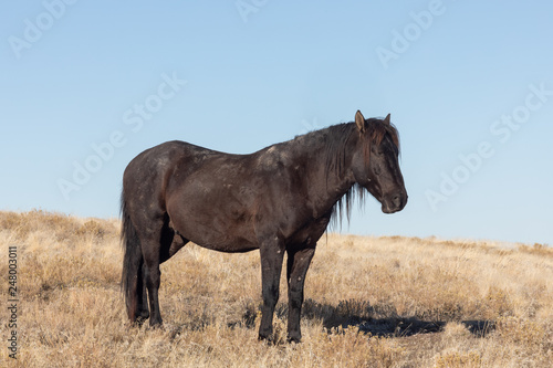 Majestic Wild Horse in the Utah Desert in Winter © natureguy