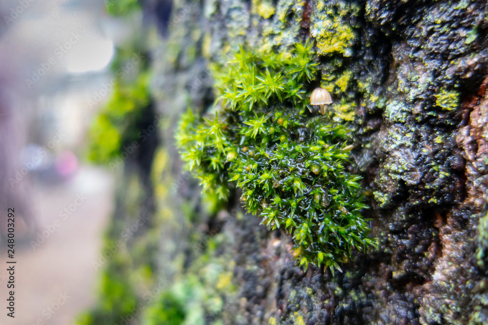 Close-up of bright green graceful moss grows with very small mushroom on the old gray oak tree in the garden. Beautiful blurred background of large oak bark. Selective focus Close-up of bright green graceful moss grows with very small mushroom on the old gray oak tree in the garden. Beautiful blurred background of large oak bark. Selective focus