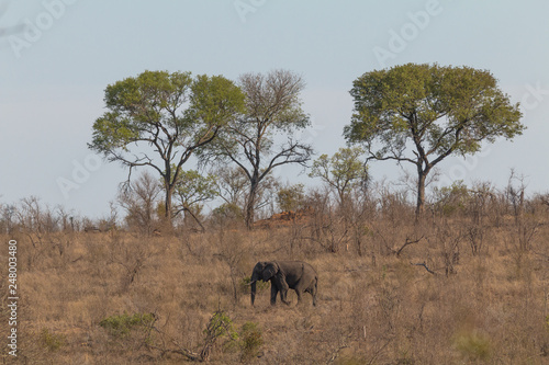 Elephant in the Kruger national park, South Africa