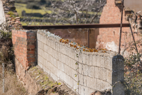 The upper part of a wall filled with pieces of broken glass of an abandoned house photo