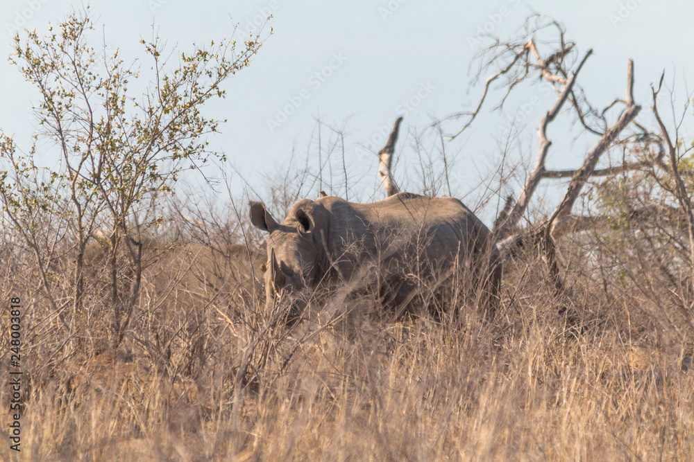 White Rhinoceros in the Kruger national park, South Africa White Rhinoceros in the Kruger national park, South Africa