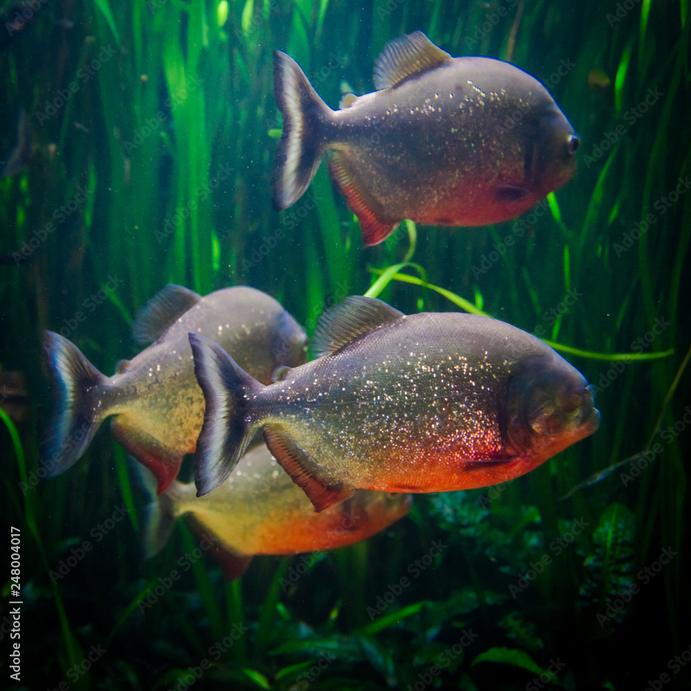 piranha fish underwater close up portrait