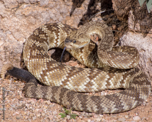 Arizona black-tailed rattlesnake with tongue