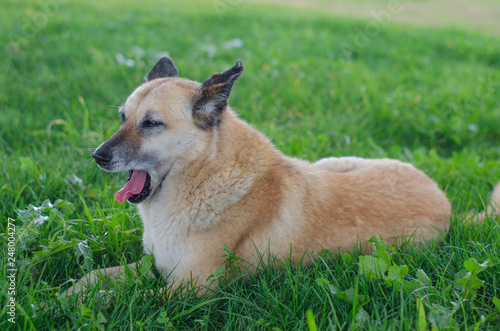 Big brown dog lying in green grass