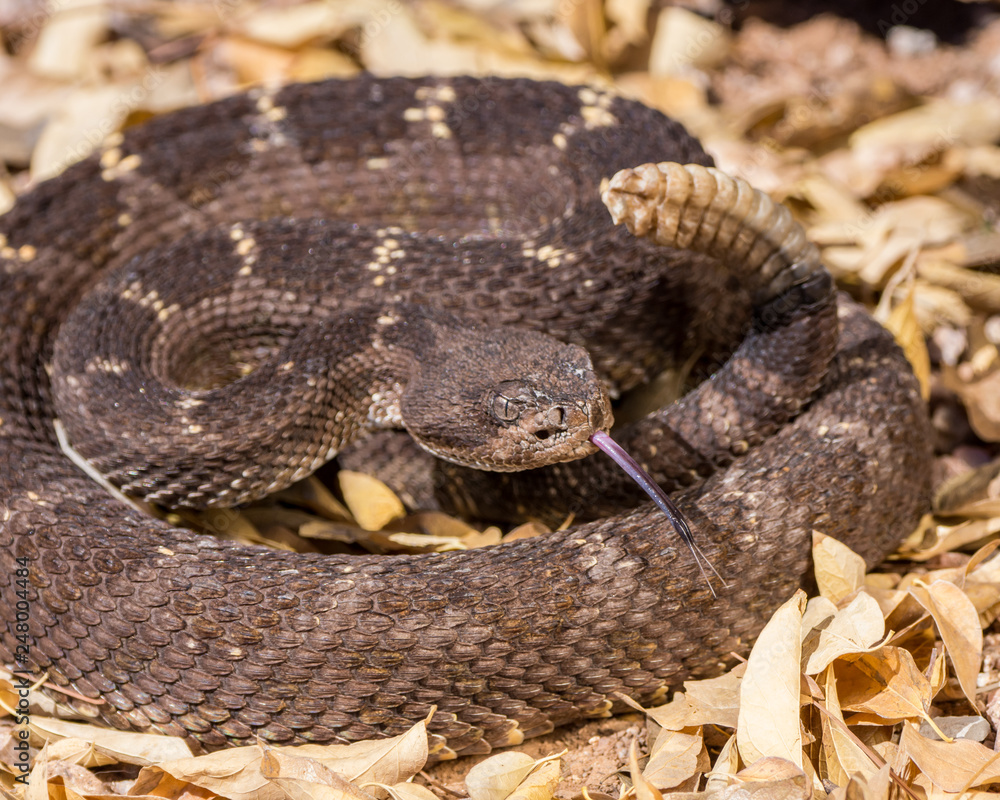 Fototapeta premium Arizona black rattlesnake with tongue