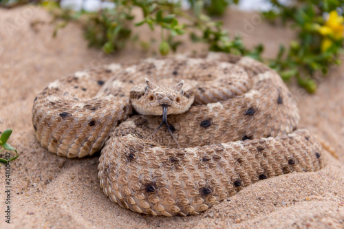 Sidewinder rattlesnake with tongue