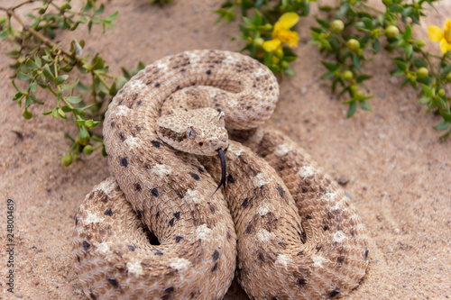Sidwinder rattlesnake with tongue