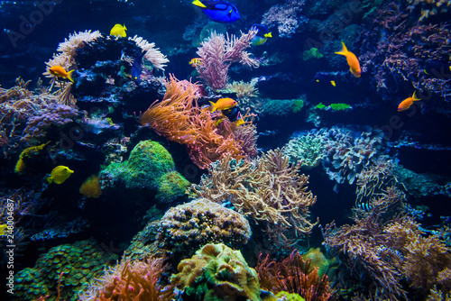 Fototapeta Naklejka Na Ścianę i Meble -  Aquarium. Underwater life landscape