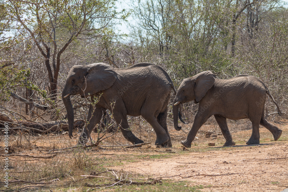 Fototapeta premium Elephants in the Kruger national park, South Africa