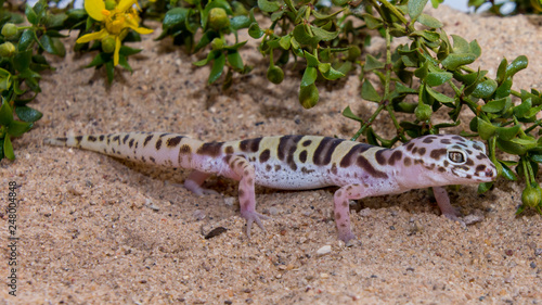 leopard gecko on sand
