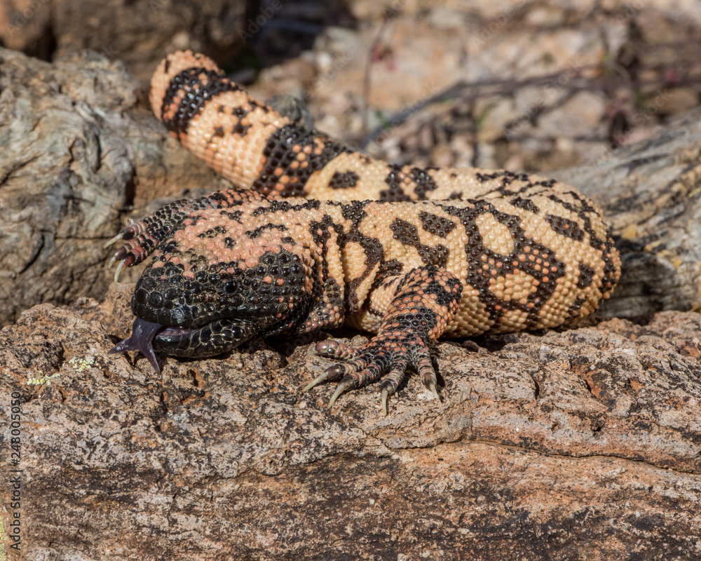 Gila monster Gila monster