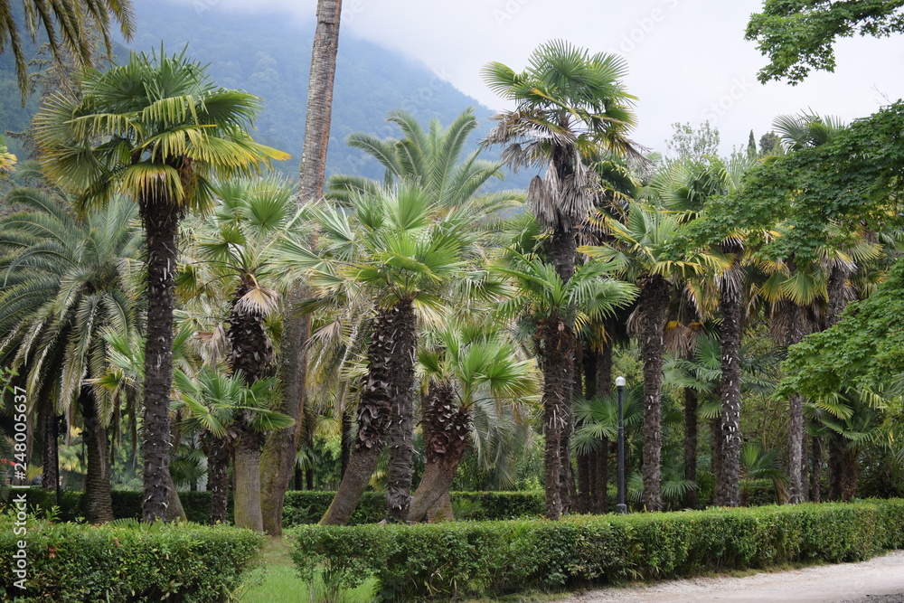 Fototapeta premium palm trees in park