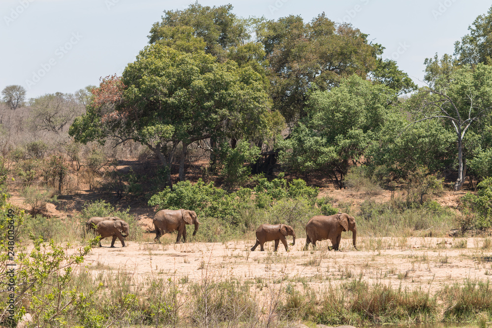 Elephants at the river, South Africa Elephants at the river, South Africa