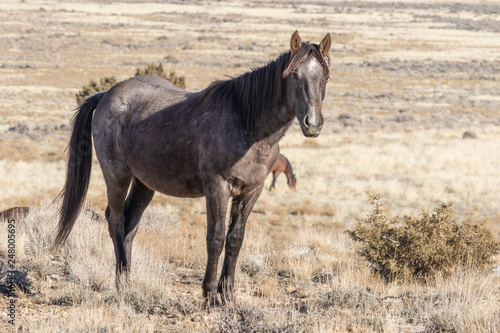 Majestic Wild Horse in the Utah Desert in Winter