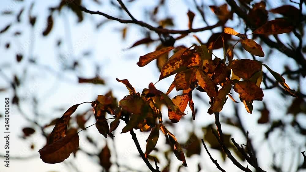 Tree branches with colorful foliage seen during an autumn sunset Tree branches with colorful foliage seen during an autumn sunset